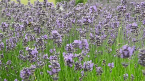 Lavender Bush in Summer with bees Vídeo Stock 53051686