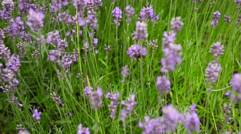 Lavender Bush in Summer with bees Stock Footage 53052131