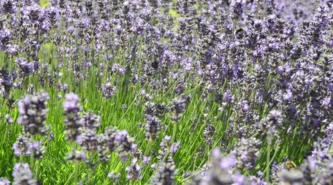 Lavender Bush in Summer with bees Stock Footage 53069223