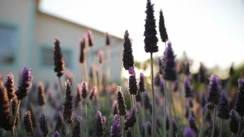 Lavender bush in the sunset 4k video Stock Footage 201330231