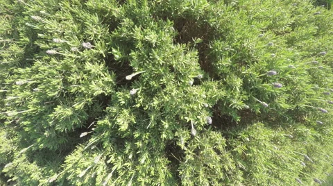 Lavender bush on a wind Stock Footage 58449796