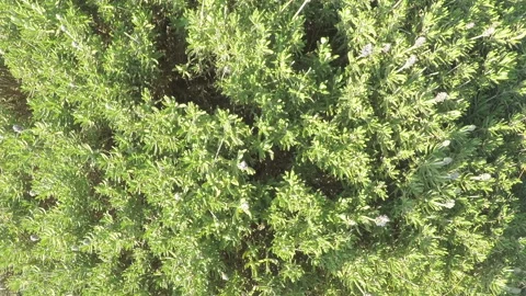 Lavender bush on a wind on sunlight Stock Footage 98043006
