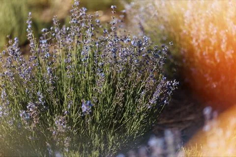 Lavender bushes close-up in the sun. Stock Photos