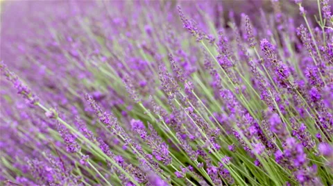 Lavender bushes closeup Stock Footage 66007854