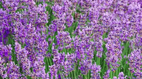 Lavender bushes closeup Stock Footage 150166270