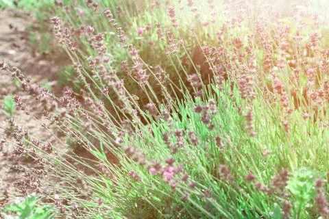 Lavender bushes closeup on sunset. Stock Photos