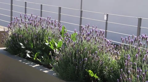 Lavender bushes Stock Footage 51486443