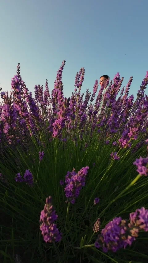 Lavender bushes in the foreground with a man passing by in the background, .. Stock Footage 284327353
