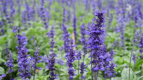 Lavender with butterfly flying on background Video stock 84810297