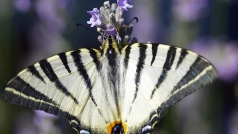 Lavender Butterfly Stock Footage 91790899