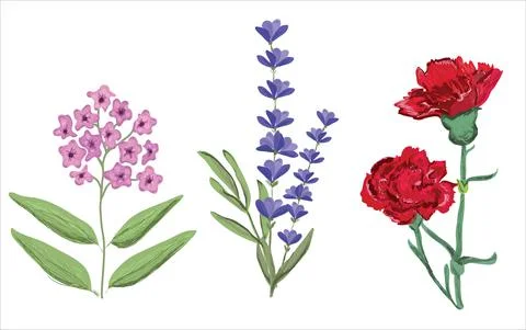 Lavender carnation ping tiny flowers hand drawn vector. Purple lavender, red  Stock Illustration