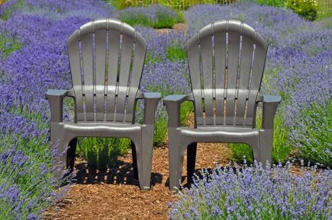 Lavender chairs Foto stock