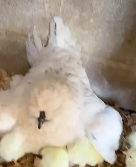 Lavender the Chicken Keeping Chicks Warm, usa - 16 Apr 2022 Stock Footage 205429137