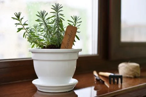 Lavender in a clay pot Stock Photos