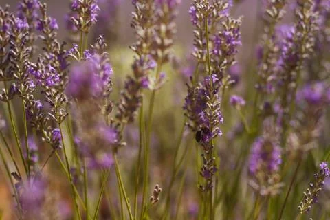 Lavender close up with bee Foto stock