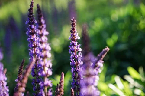 Lavender close-up bushes Stock Photos