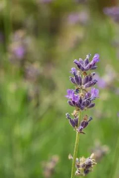 Lavender in close up Stock Photos