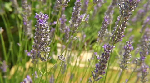Lavender close up, track Stock Footage 51103968
