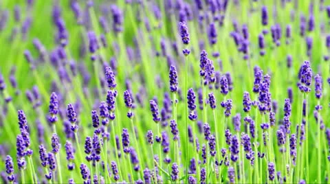 Lavender close up in wind Stock Footage 24467988