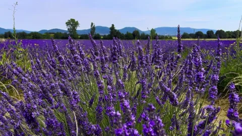 Lavender closeup with field in background Stock Footage 280597167