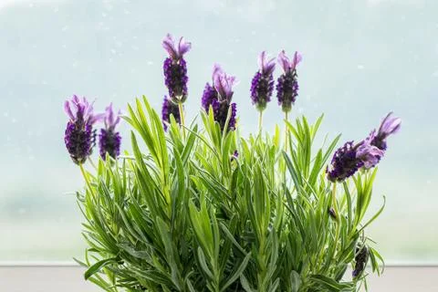 Lavender closeup Stock Photos