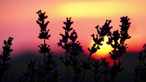 Lavender color at sunset Stock Footage 80997288