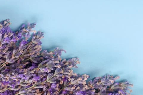 Lavender copy space Stock Photos
