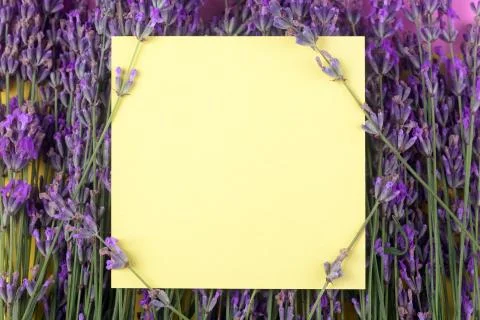 Lavender with copy space Stock Photos