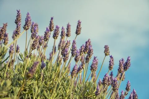 Lavender with Copy Space Stock Photos