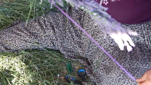 Lavender crown making Stock Footage 114316756