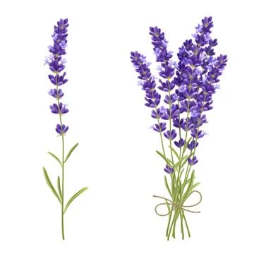 Lavender Cut Flowers Realistic Image Stock Illustration