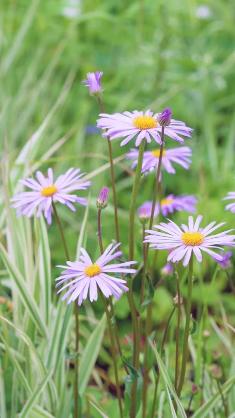 Lavender daisy cluster with buds in grassy garden showing gentle bloom progressi Stock Footage 342056455