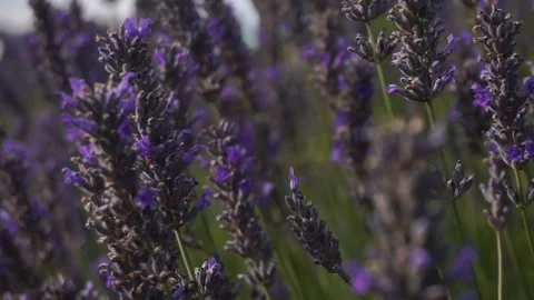 Lavender in daylight Stock Footage 251594157