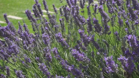 Lavender in daylight Stock Footage 251594164