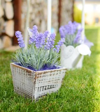 Lavender decoration Stockfoto's