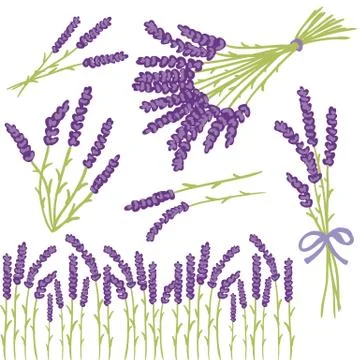 Lavender design elements Stock Illustration