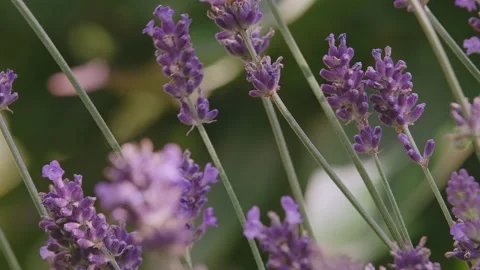 Lavender details Video stock 212722960