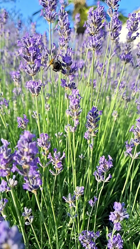 Lavender Dream: When summer carries the scent of freedom. Stock Footage 337726382