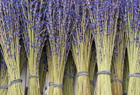 Lavender dried in bunches. Background with dried violet lavender. Stock Photos