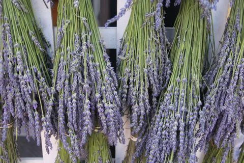 Lavender drying on a rack Stock Photos
