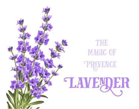 The lavender elegant card Stock Illustration