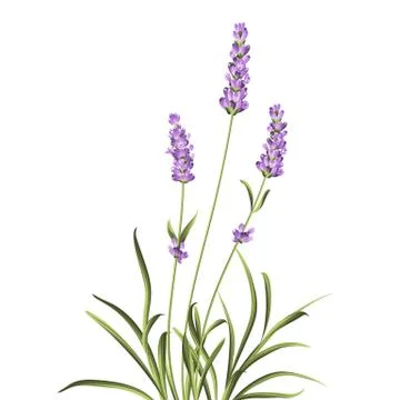 Lavender elegant card Stock Illustration