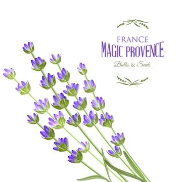 Lavender elegant card. Stock Illustration