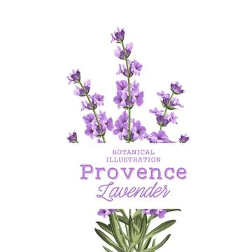 The lavender elegant card. 스톡 일러스트