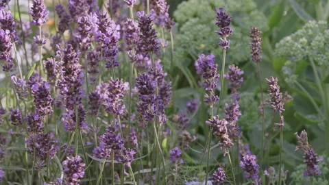 Lavender establishing shot with backlit Sun Video stock 212749945