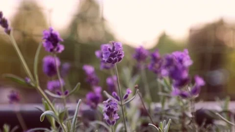 Lavender in evening sun Stock Footage 141503618