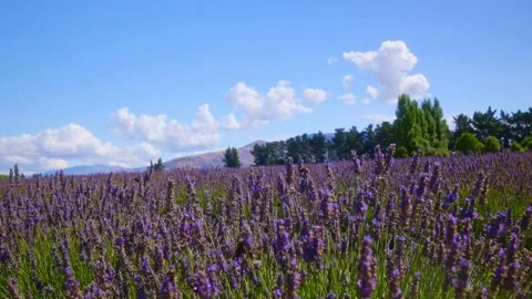 Lavender Farm with bumblebees 4K Stock-Footage 235503663