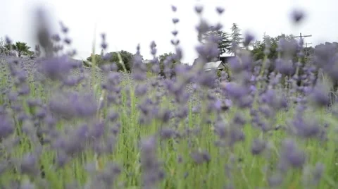 Lavender Farm Field Video stock 68656588