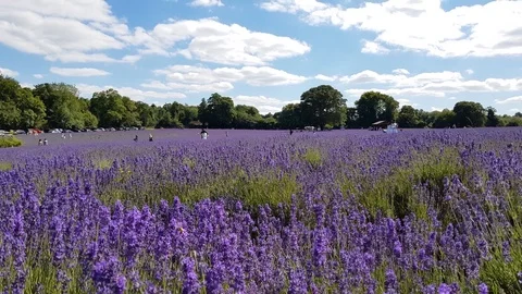 Lavender farm field Vidéo 111636140