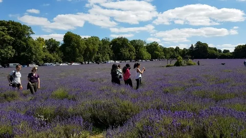 Lavender farm field Vidéo 111636174
